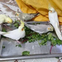 عروس هلندی