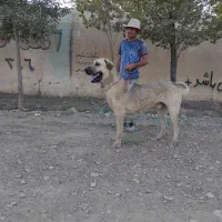 سگ پژدر عراقی