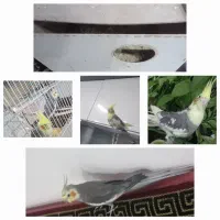 عروس هلندی