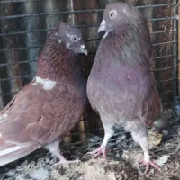 یک جفت کبوتر سرخ کاشانی جوان و پر خون