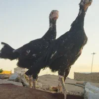 لاری
