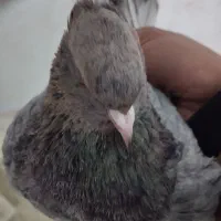 سرور|پرنده|زنجان, |دیوار