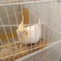 عروس هلندی نر و ماده سرحال