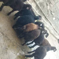 بره نرو ماده افشاری اصل