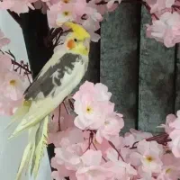عروس هلندی