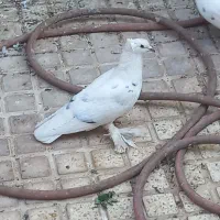 کفتر|پرنده|یزد, |دیوار