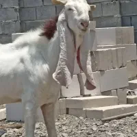 نری گلابی اصل اصل  سه قلویی در رودان