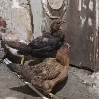 مرغ خروس محلی