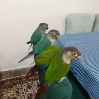 طوطی گرینچیک اهلی