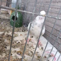 ماده طوقی کرمی سرور