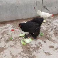 مرغ برهما