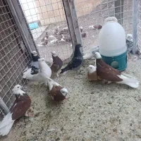 ده عدد پلنگ