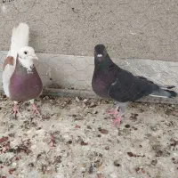کفتر|پرنده|گرمسار, |دیوار