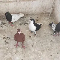 چهارتا کفتر صید
