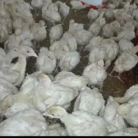 فروش بوقلمون بیوتی/ یکماهه یکروزه/خدمات|حیوانات مزرعه|تهران, فرودگاه مهرآباد|دیوار