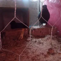 کفترگوک|پرنده|بم, |دیوار