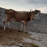رصقر گاو گوساله