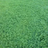 فروش عمده ترش واش