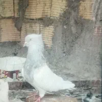 چند عدد کبوتر عروسک