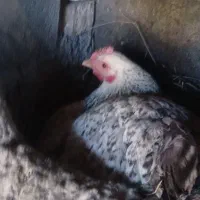 مرغ کرچ محلی همراه با۱۳عددتخم مرغ