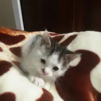 گربه