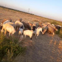 میش ۲۶عددآبستن