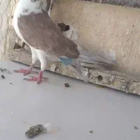 کبوتر ماده گرفتنی کپکی