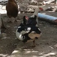 سیکا