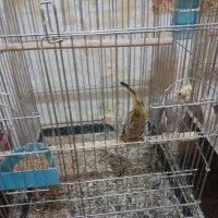 عروس هلندی