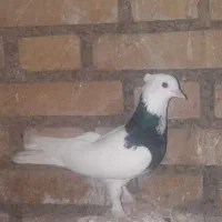 ماده طوق سیاه