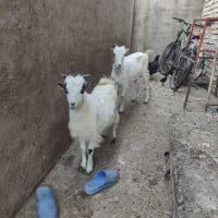بز شکم اول با بزغاله نر