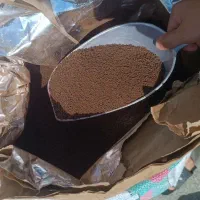 چای کله مورچه ای هندوستان و شیلنگ آب