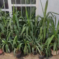 گل شمشیری و بونسای