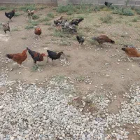 مرغ و خروس و جوجه ۵ ماه روستای کوچک استاجیغ