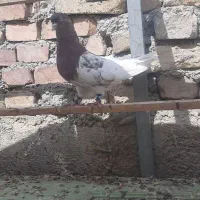 کبوتر کله قرمز