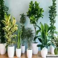 خدمات باغبانی هرس کاری گل کاری تمام نقاط تهران