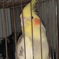عروس هلندی بازیگوش
