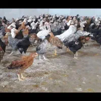 جوجه مرغ محلی 70 روزه