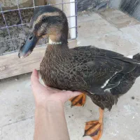 فروش اردک خانگی