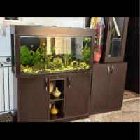 اکواریوم باکمد