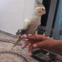 عروسی هلندی یک جوفت