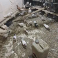 کبوتر