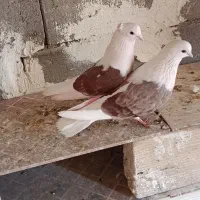 کفتر
