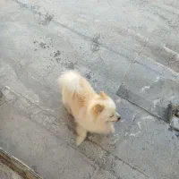 پامر.