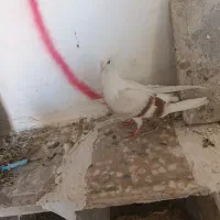 ماده نباتی با جوجش