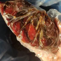 فروش عمده خرمای کبکاب درجه