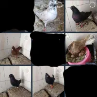 چند تعداد کبوتر دمی شیخ و سرخ