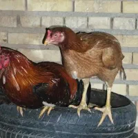 مرغ کرک درشت اردک  خروس لاری جوان مرغ وخروس عربی