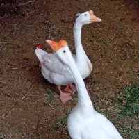 قوغاز گردن ماری