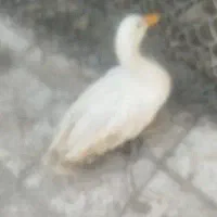 اردک